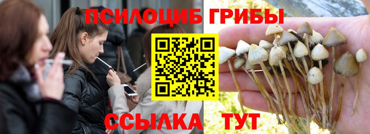 Морозовск  Галлюциногенные грибы Psilocybine cubensis  Вход с VPN 